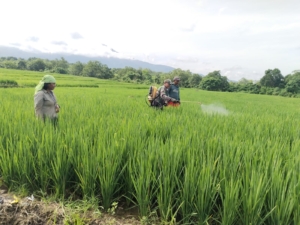 Membentengi Padi dari Hama, Babinsa Lembor Kawal Penyemprotan di Liang Sola, Jamin Hasil Panen Maksimal