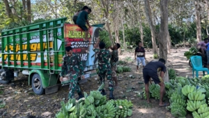 Dekat dengan Rakyat, Satgas Yonarmed 12 Kostrad Gotong Royong Panen Pisang di Malaka