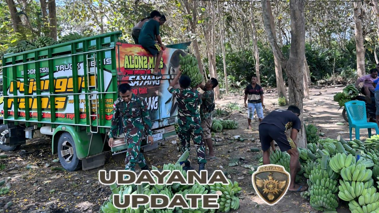 Dekat dengan Rakyat, Satgas Yonarmed 12 Kostrad Gotong Royong Panen Pisang di Malaka