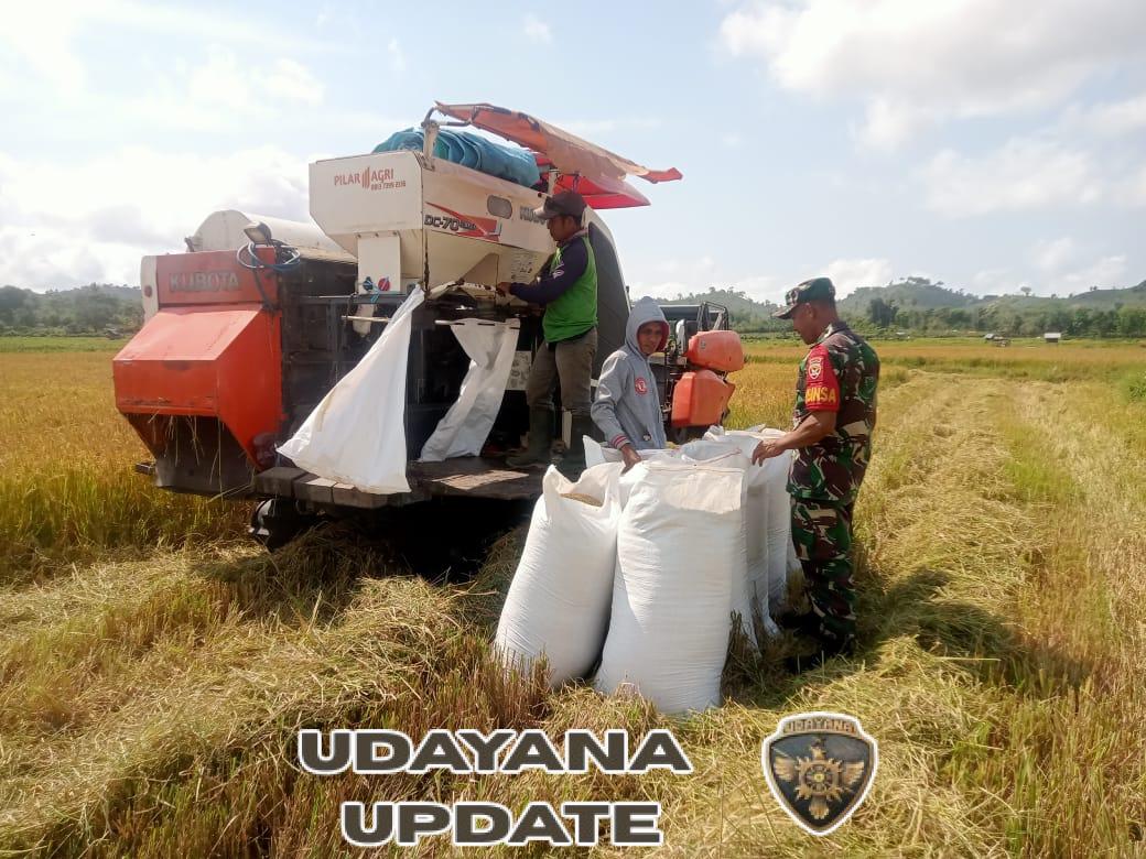 Wujud Kemanunggalan TNI-Rakyat, Babinsa Turun ke Sawah Panen Bersama Petani