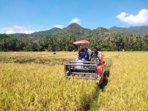 Tingkatkan Kemanunggalan, Babinsa Kodim 1602/Ende Panen Padi Bersama Warga Maurole