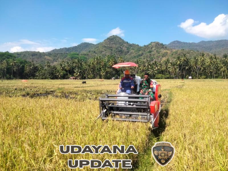Tingkatkan Kemanunggalan, Babinsa Kodim 1602/Ende Panen Padi Bersama Warga Maurole