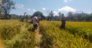 Babinsa Koramil 03/Pahunga Lodu Bantu Panen Padi Warga Binaan