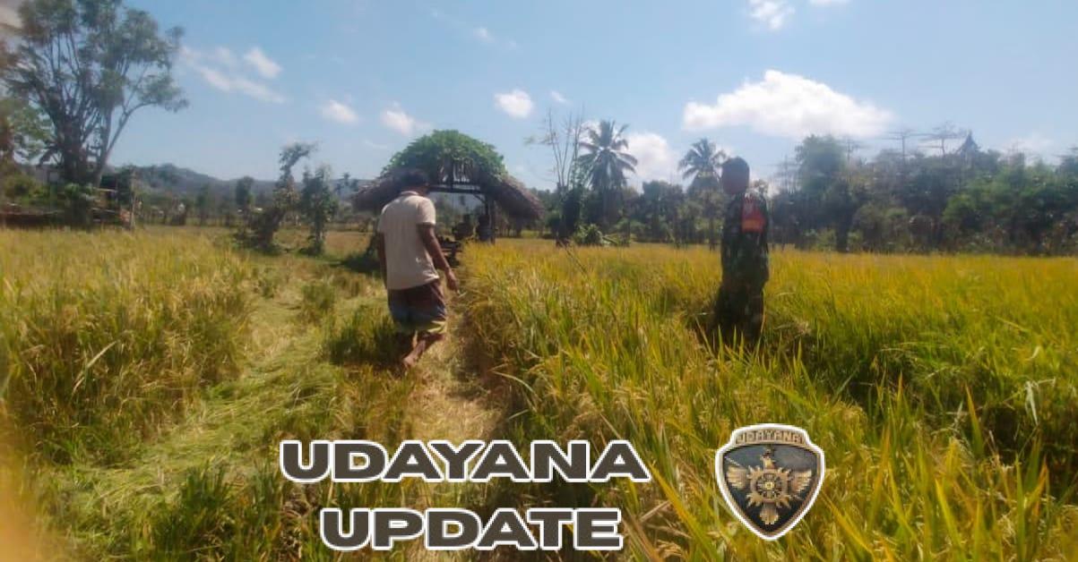 Babinsa Koramil 03/Pahunga Lodu Bantu Panen Padi Warga Binaan