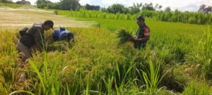 Tingkatkan Produksi Pertanian, Babinsa Gelgel Dampingi PPL Lakukan Pengubinan