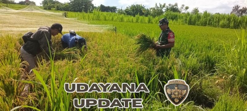 Tingkatkan Produksi Pertanian, Babinsa Gelgel Dampingi PPL Lakukan Pengubinan