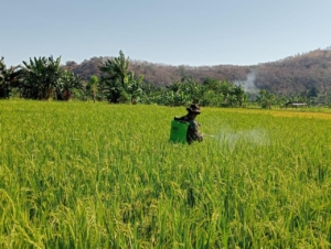 Babinsa Bantu Petani Cegah Serangan Hama di Pakilai Barat