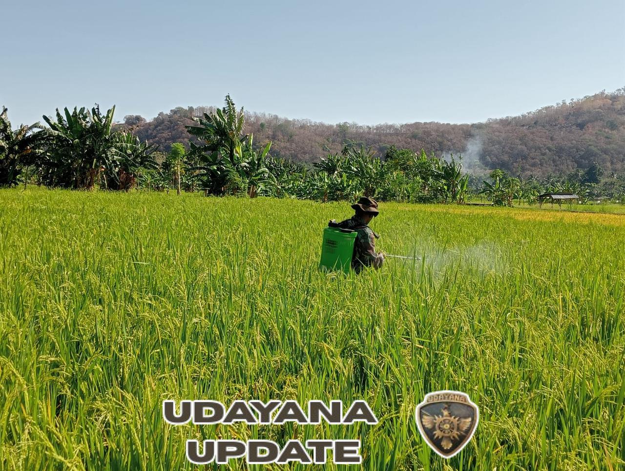 Babinsa Bantu Petani Cegah Serangan Hama di Pakilai Barat