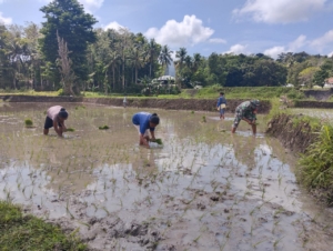 Gotong Royong Babinsa dan Warga di Sawah Kabukarudi Perkuat Ketahanan Pangan