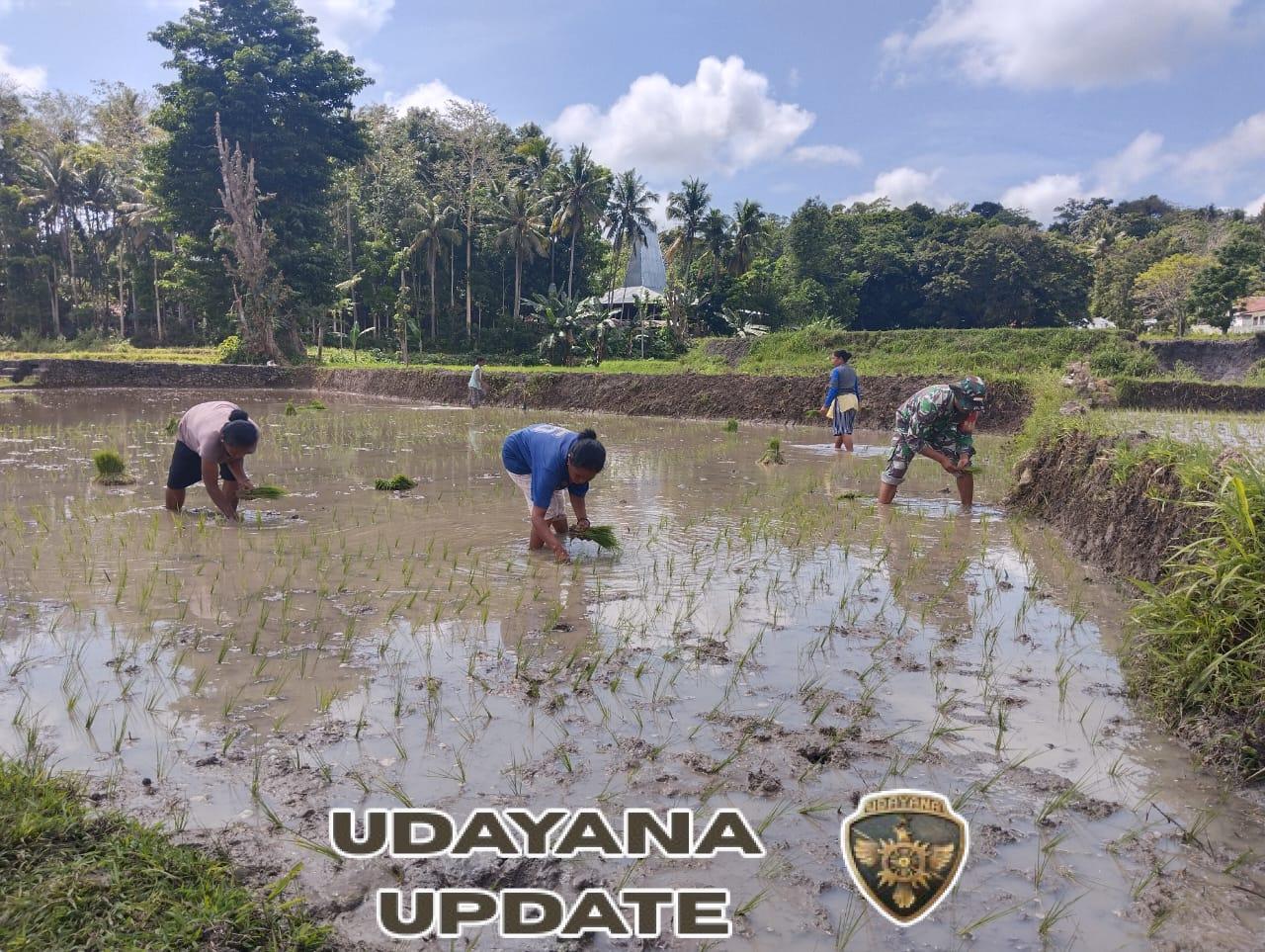 Gotong Royong Babinsa dan Warga di Sawah Kabukarudi Perkuat Ketahanan Pangan