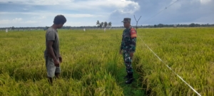 Dukung Ketahanan Pangan, Babinsa Rindi Umalulu Pantau Padi Siap Panen