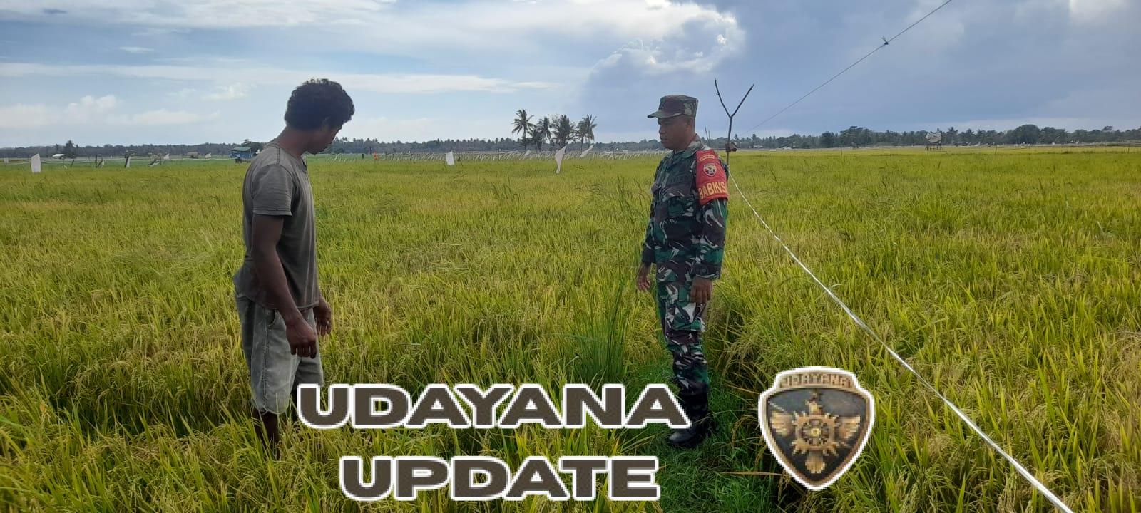 Dukung Ketahanan Pangan, Babinsa Rindi Umalulu Pantau Padi Siap Panen