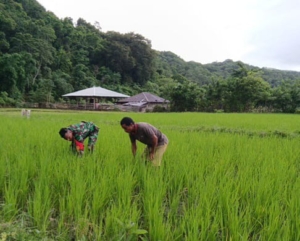 Wujud Kepedulian TNI, Babinsa Bantu Bersihkan Gulma di Lahan Padi Warga Tarimbang