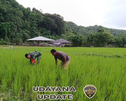 Wujud Kepedulian TNI, Babinsa Bantu Bersihkan Gulma di Lahan Padi Warga Tarimbang