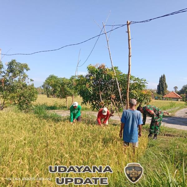Panen Raya Ciherang di Subak Rete Gerokgak: Babinsa Gerokgak Jamin Ketahanan Pangan Mandiri Petani