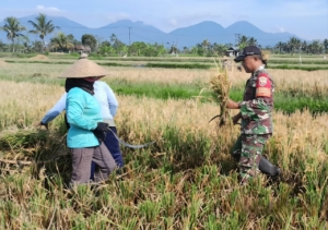 Mendukung Ketahanan Pangan, Babinsa Desa Pangsan Bantu Petani Panen Padi