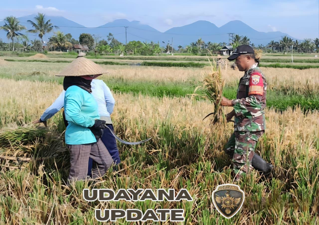 Mendukung Ketahanan Pangan, Babinsa Desa Pangsan Bantu Petani Panen Padi