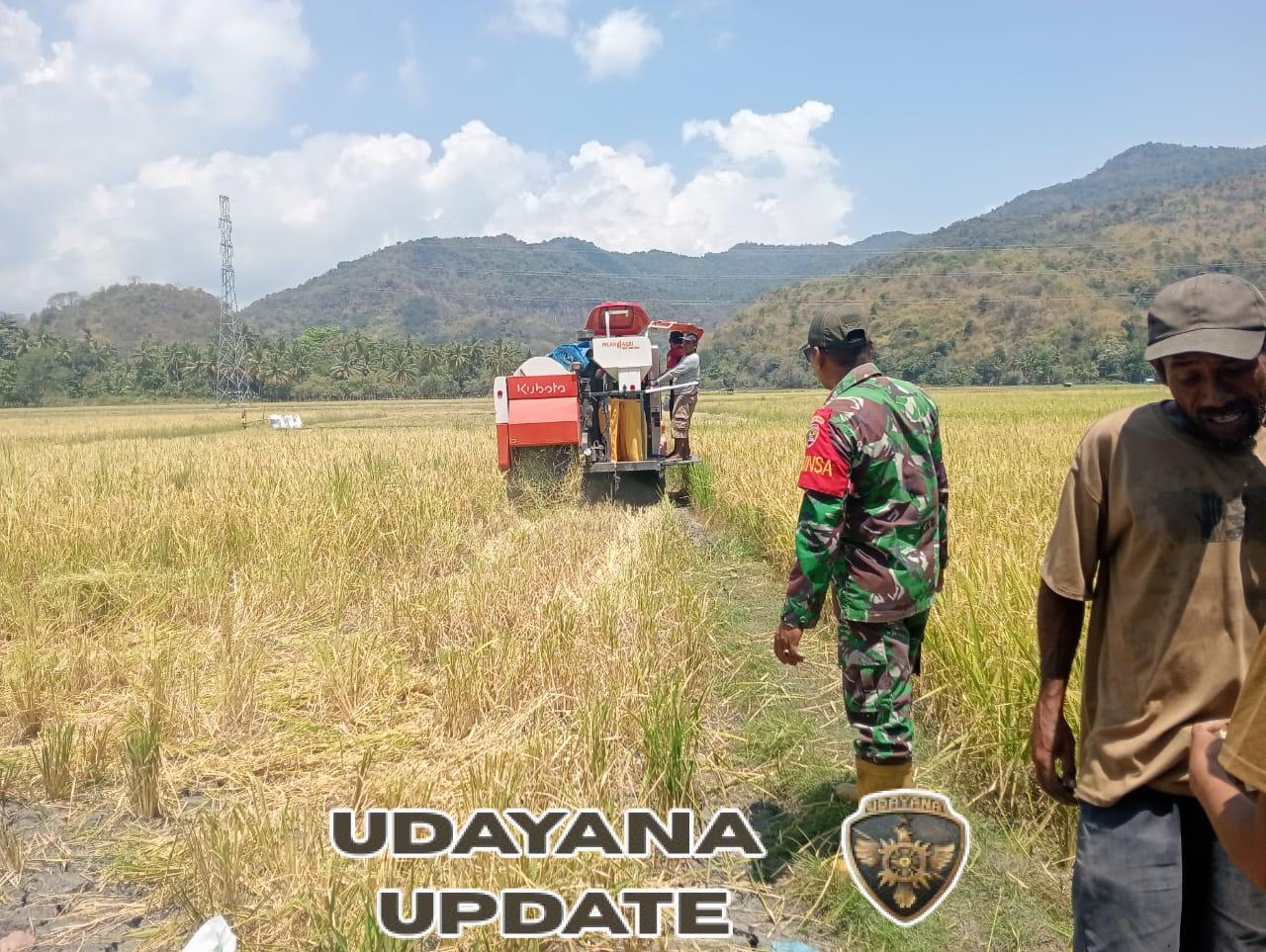Babinsa Koramil Maurole Bantu Panen Padi dengan Alat Combine di Desa Ranokolo Selatan