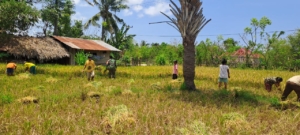 Sinergi TNI dan Petani, Babinsa Karera Wujudkan Ketahanan Pangan Lewat Panen Padi