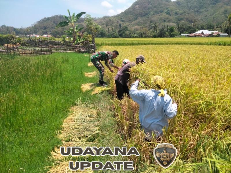 Pratu Paskalis Saputra Raja Aktif Mendukung Petani Desa Maurole Lewat Kegiatan Panen dan Komsos