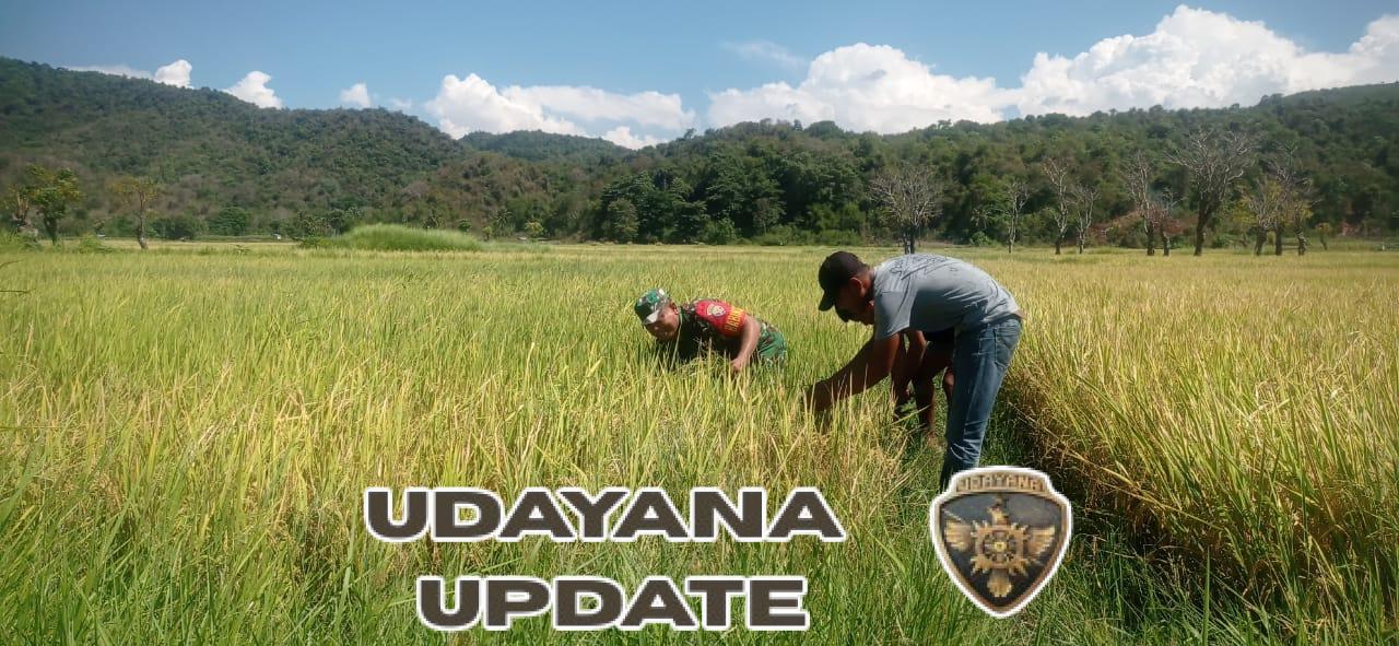 TNI Peduli Pertanian: Babinsa Koramil 1612-04/Elar Dampingi Warga Tingkatkan Hasil Panen Padi