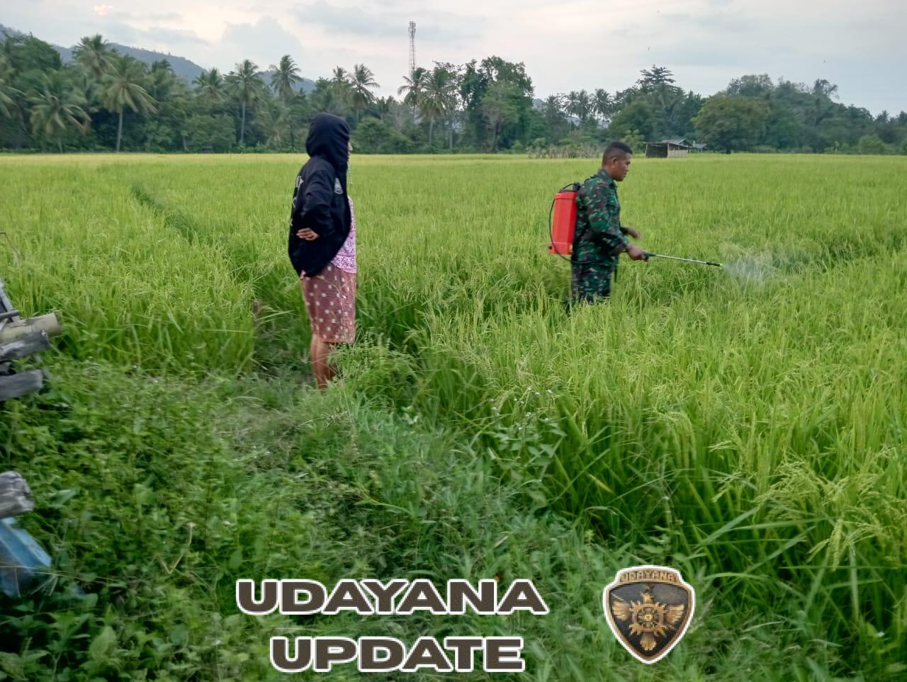 Babinsa Koramil Maurole Dampingi Petani Desa Watumamba dalam Penyemprotan Pestisida