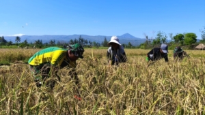 Satgas Pamtas Yonarmed 12 Kostrad Panen Padi Bersama Warga, Wujudkan Ketahanan Pangan di Perbatasan