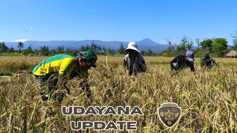 Satgas Pamtas Yonarmed 12 Kostrad Panen Padi Bersama Warga, Wujudkan Ketahanan Pangan di Perbatasan