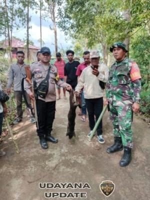 TNI Peduli Kesehatan Warga, Babinsa Koramil 1612-05/Satar Mese Giat Tertibkan Anjing dan Kera di Desa Kole