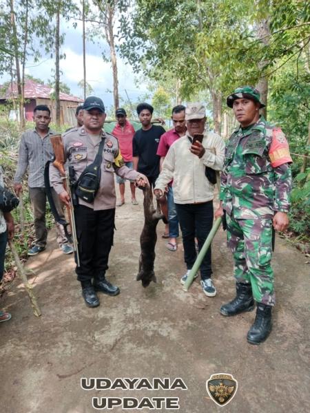 TNI Peduli Kesehatan Warga, Babinsa Koramil 1612-05/Satar Mese Giat Tertibkan Anjing dan Kera di Desa Kole