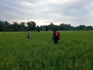 Babinsa 1602-04/Maurole Dampingi Petani Bringin Jaya Laksanakan Penyemprotan Pestisida di Desa Maurole