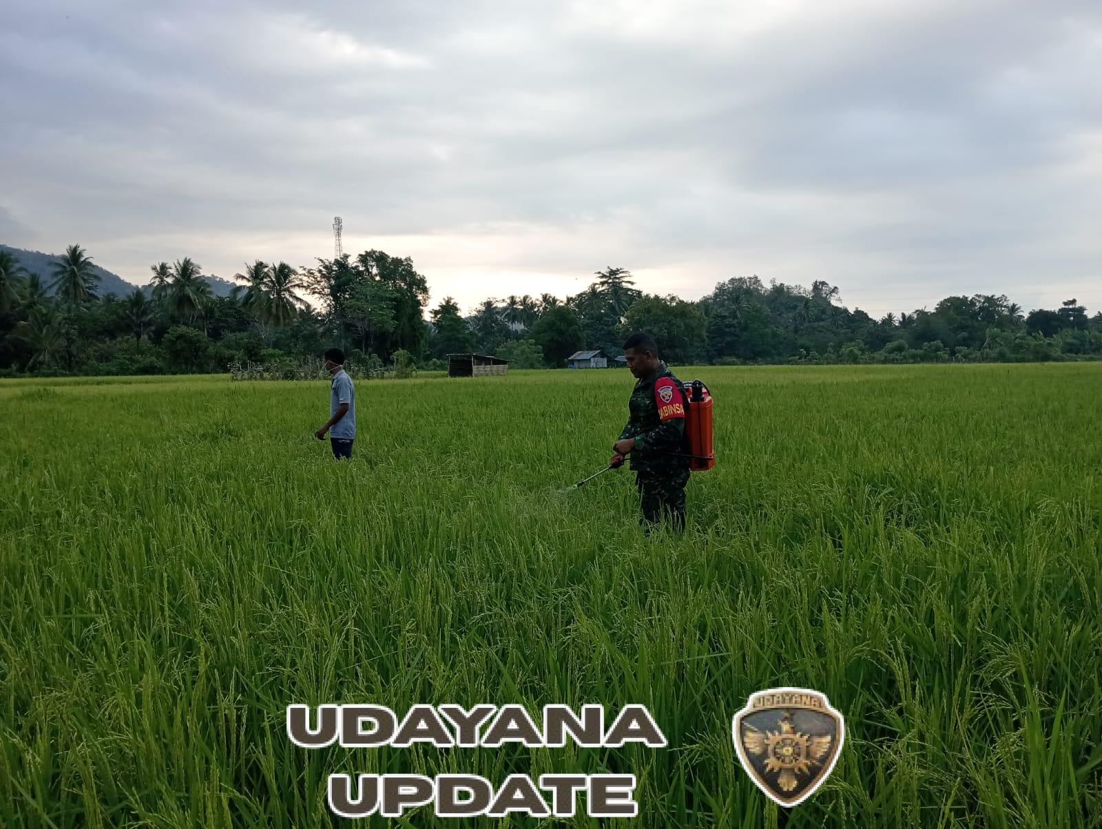 Babinsa 1602-04/Maurole Dampingi Petani Bringin Jaya Laksanakan Penyemprotan Pestisida di Desa Maurole