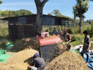 Babinsa Koramil 01/Loli Komsos Dengan Warga Saat Rontok Padi di Desa Binamora