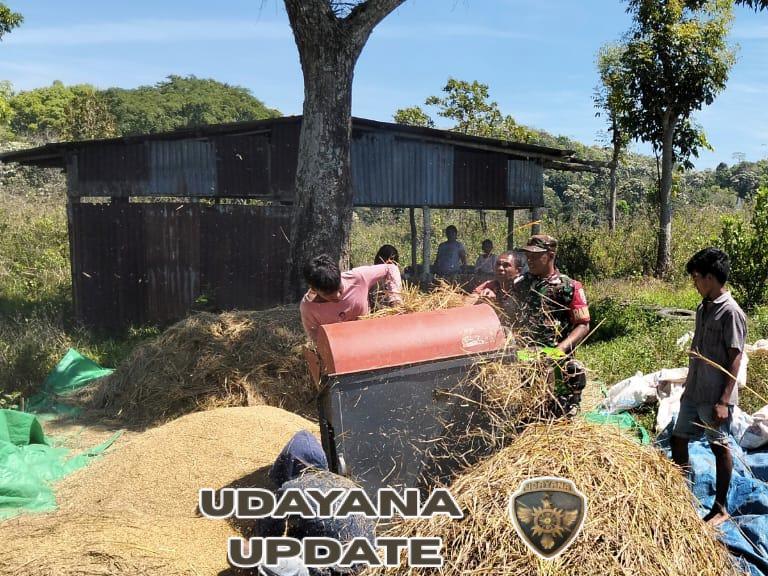 Babinsa Koramil 01/Loli Komsos Dengan Warga Saat Rontok Padi di Desa Binamora