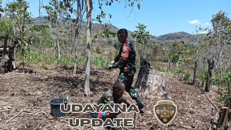 Babinsa Koramil Halilulik Kopda Leonito Bantu Petani Tanam Singkong