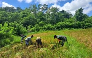 Babinsa Lewa Turun ke Sawah Bantu Kelompok Tani Panen Padi
