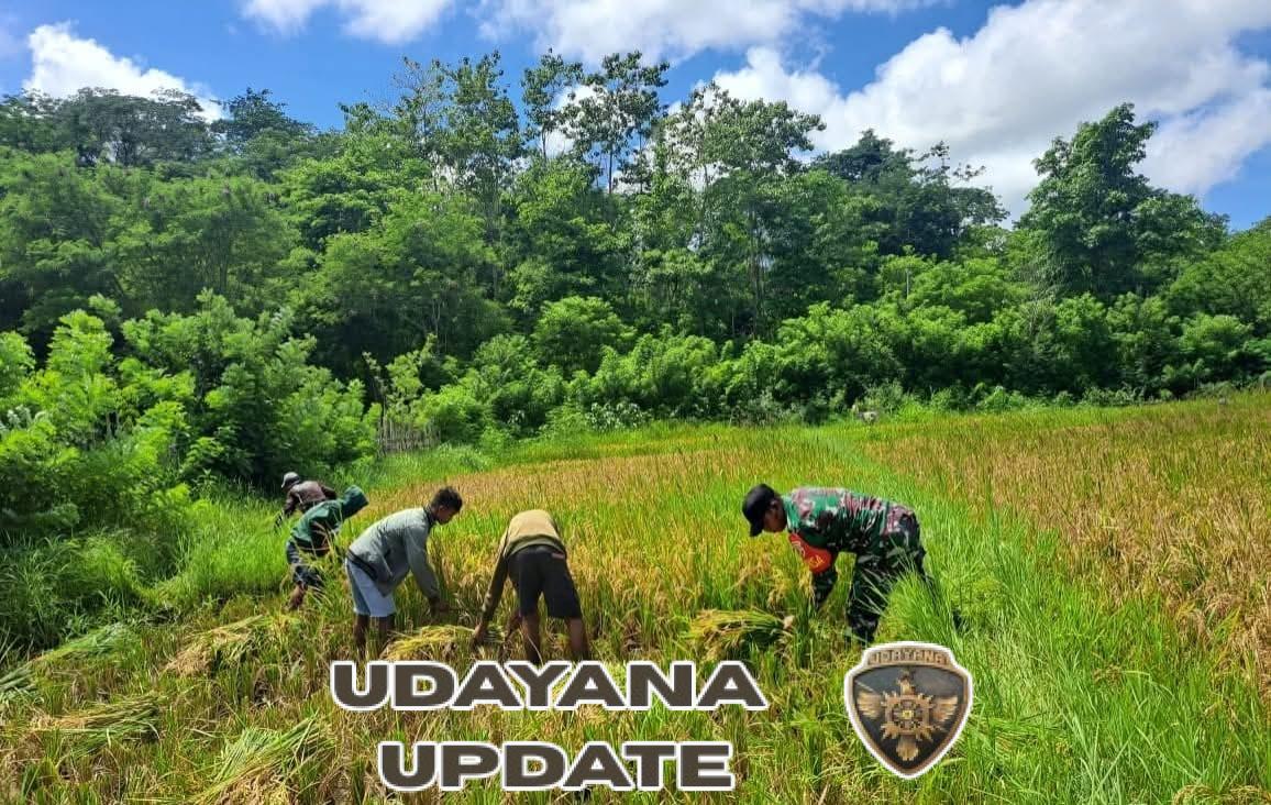 Babinsa Lewa Turun ke Sawah Bantu Kelompok Tani Panen Padi