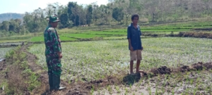 Wujud Kepedulian TNI, Babinsa Tabundung Aktif Pantau Tanaman Padi Warga