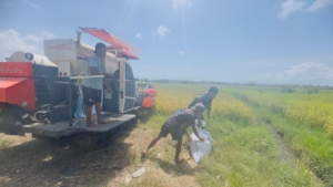 Pratu Apris Yontara Hapu Bantu Petani Kaliuda Tingkatkan Produktivitas Panen