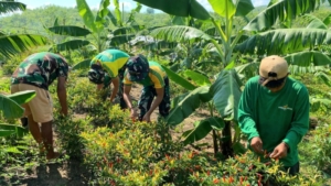 Satgas Pamtas Yonarmed 12 Kostrad Bantu Warga Panen Cabai di Perbatasan Belu