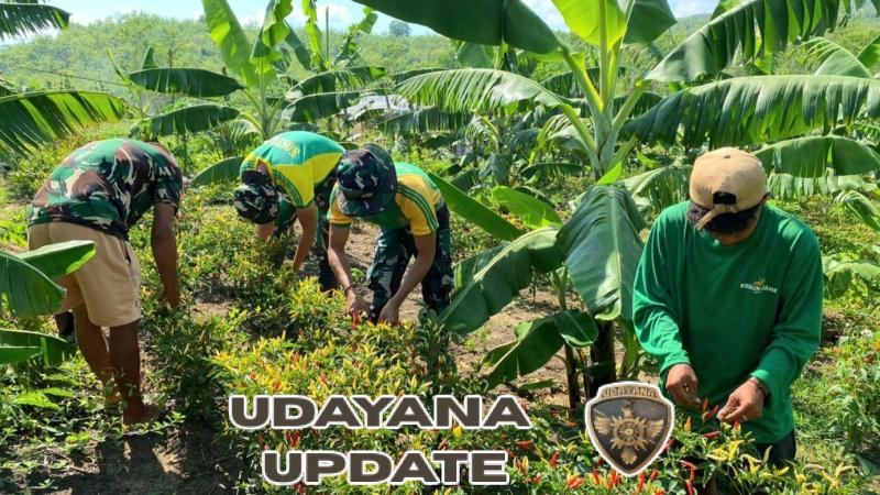 Satgas Pamtas Yonarmed 12 Kostrad Bantu Warga Panen Cabai di Perbatasan Belu