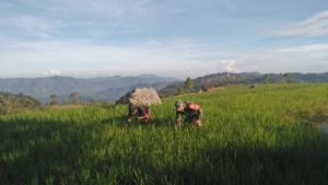 TNI Hadir di Tengah Petani, Babinsa Koramil 1612-05/ Satar Dorong Ketahanan Pangan di Desa Iteng