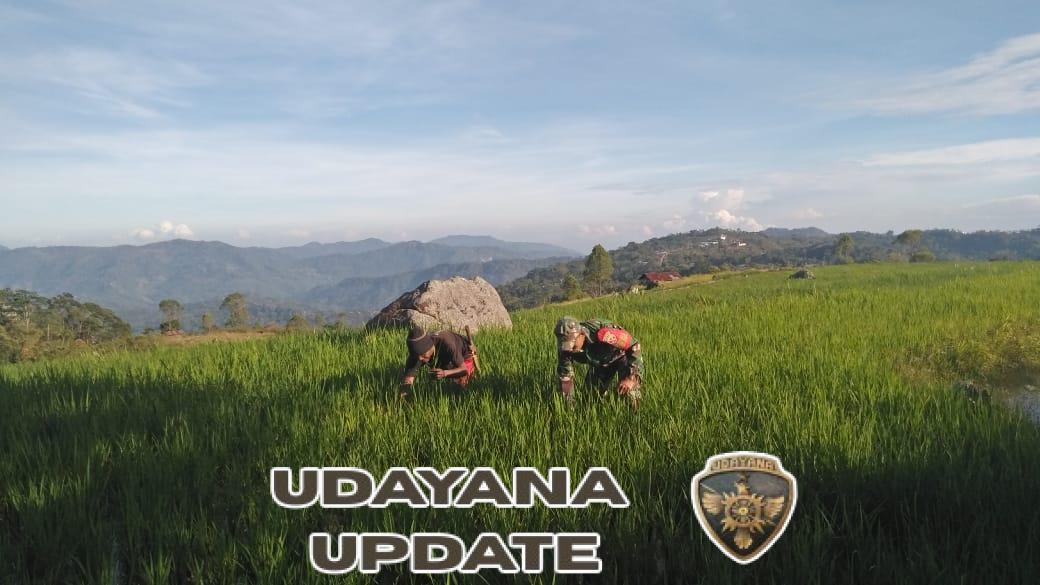 TNI Hadir di Tengah Petani, Babinsa Koramil 1612-05/ Satar Dorong Ketahanan Pangan di Desa Iteng