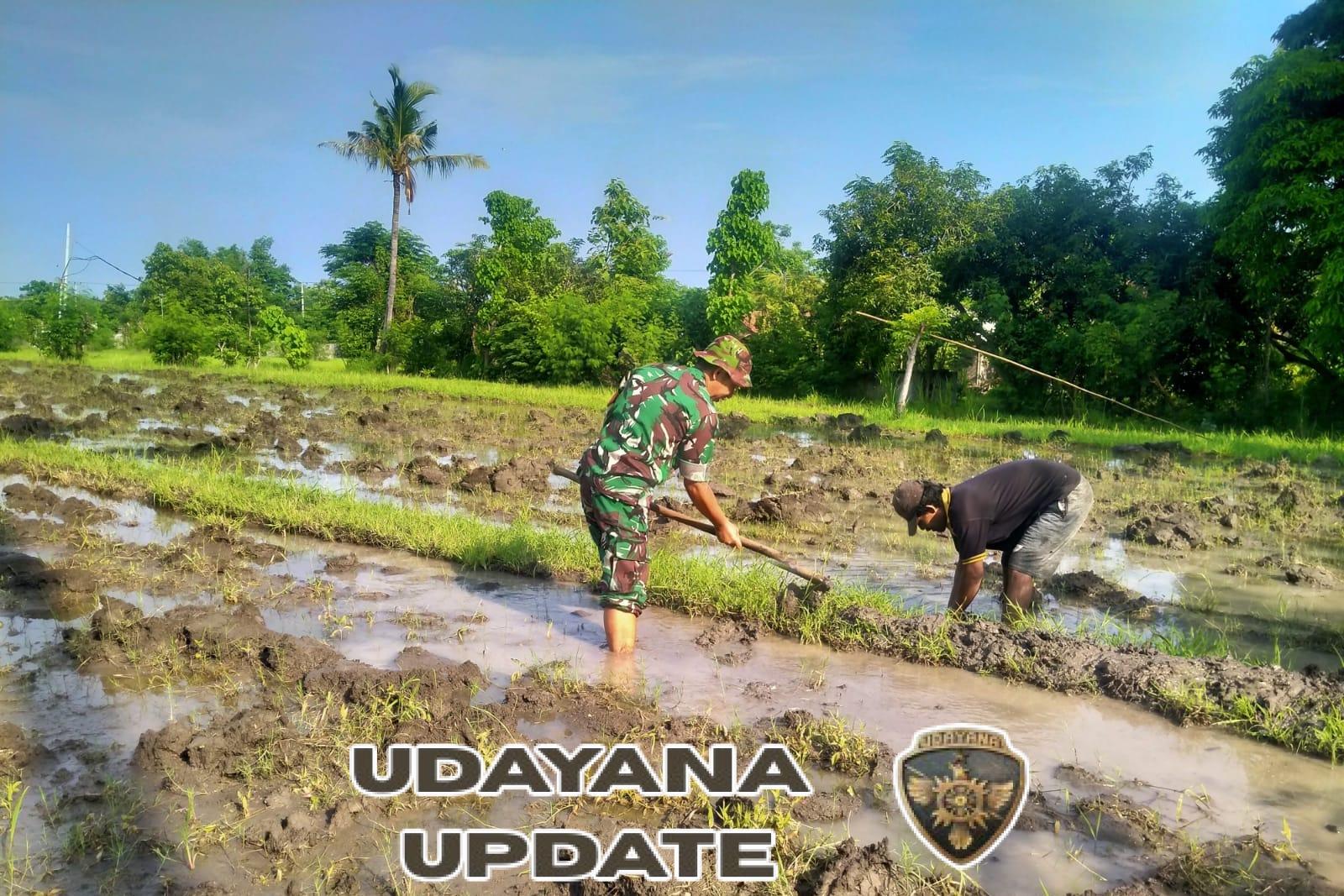 Dampingi Petani, Babinsa Serka Putu Mudita Ikut Olah Lahan di Desa Patas untuk Pastikan Ketahanan Pangan