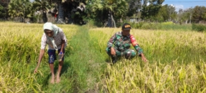 Serda Syamsurijal Dampingi Petani dalam Kegiatan Hanpangan di Desa Wanga