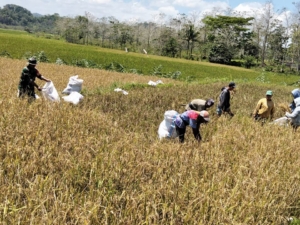 Kebersamaan Babinsa dan Petani Saat Panen Padi di Loli