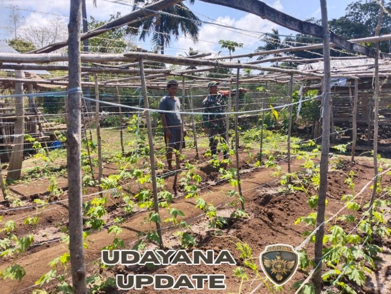 Babinsa Kodim 1613/SB Pererat Komsos dengan Petani Lamboya