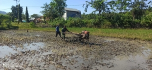 Dekat dengan Rakyat, Babinsa Koramil 1612-03/Borong Dampingi Petani Compang Teber