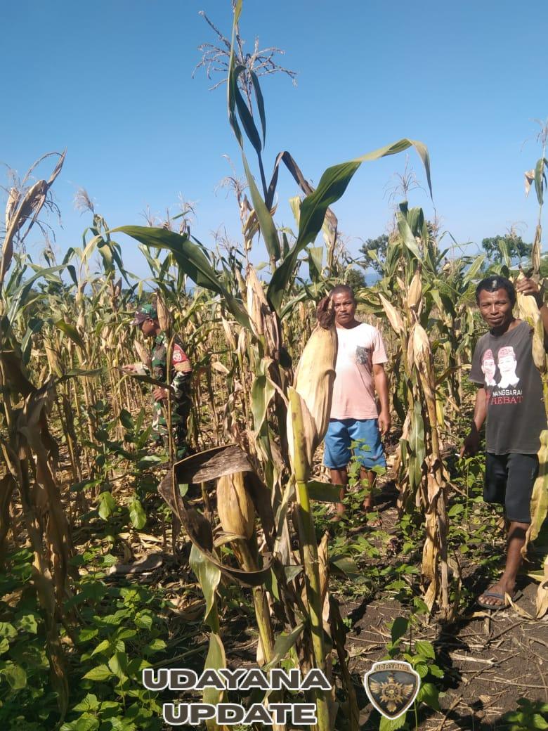 Babinsa Koramil 1612-05/Satar Mese Hadir di Tengah Petani, Wujud Nyata TNI Bersama Rakyat