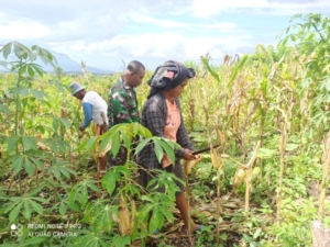 Loreng di Tengah Jagung: Babinsa 1612-03/Borong Ikut Gotong Royong Panen Bersama Petani